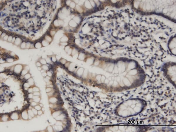HOOK1 Antibody (clone 1D11)