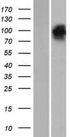 Human EPB41L4B Protein (Over-Expression Lysate Myc-DDK (Flag))