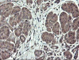 TSC22D1 / TSC22 Antibody (clone OTI4H8)
