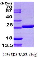 E. coli grxB Protein (Recombinant His)