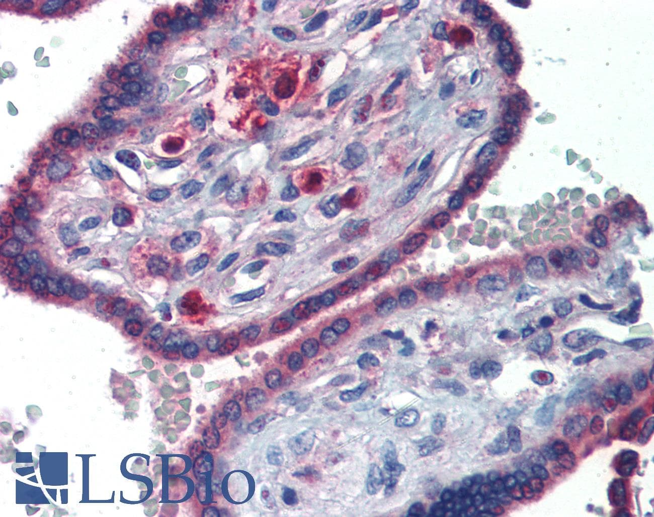 GATA6 Antibody (C-Terminus)