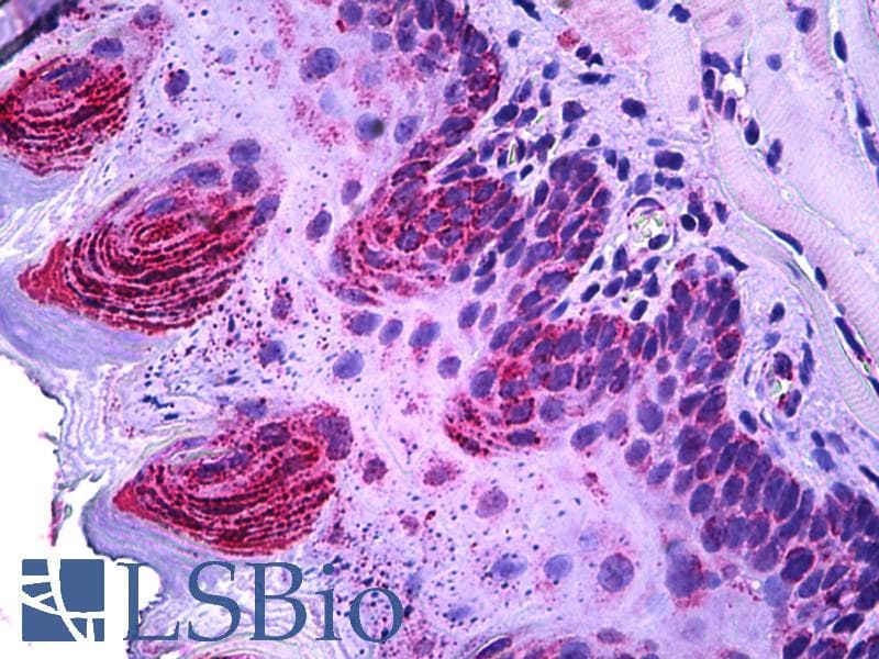 IHC-plus™ Polyclonal Goat anti-Mouse TSPO / PBR Antibody (aa156-169, IHC, IF, WB)
