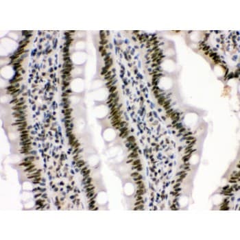 HMGB3 Antibody (aa62-95)