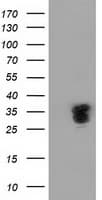 NHEJ1 / XLF Antibody (clone OTI3B5, Carrier-free)