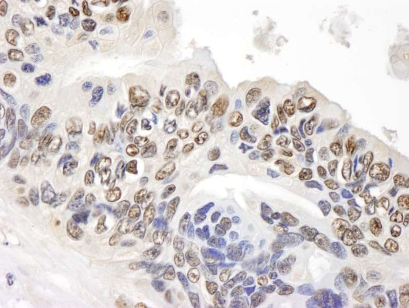 GAPDH Antibody (aa300-C-term)