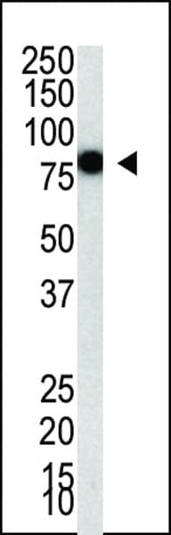 PIAS4 / PIASY Antibody (aa471-499)