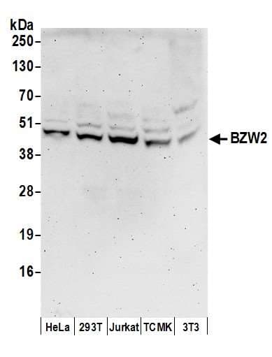 BZW2 Antibody (aa1-50)