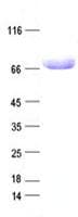 Human LY9 / CD229 Protein (Recombinant DDK,C-terminus)