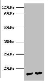 MPT63 Antibody