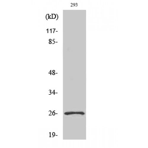 Polyclonal Rabbit anti-Human NRL Antibody (10-90 aa, N-terminal, WB)