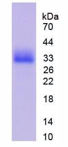 Mouse CDK1 / CDC2 Protein (Recombinant His)