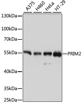 PRIM2 / DNA Primase Antibody