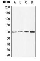 CDC25C Antibody (Internal)