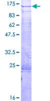 Human DZIP1 Protein (Recombinant GST)