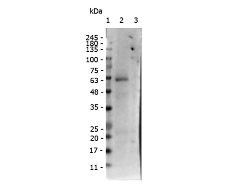 RORC / ROR Gamma Antibody (phospho-Ser203)