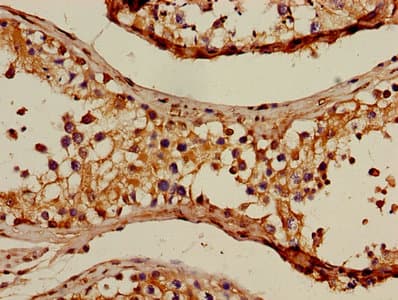 GAPDH Antibody