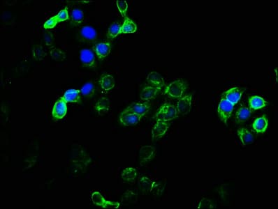 EMC9 Antibody (aa1-208)
