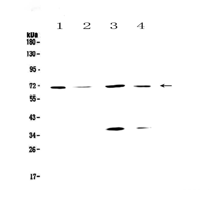 POLL / DNA Polymerase Lambda Antibody
