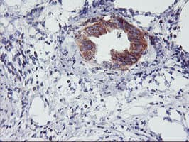 NMT2 Antibody (clone OTI2B4, Carrier-free)