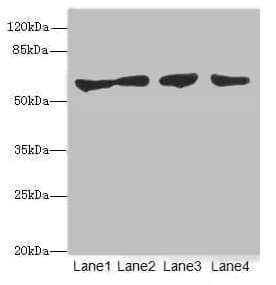 Polyclonal Rabbit anti-Human CLK1 / CLK Antibody (IHC, WB)