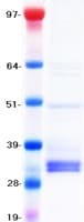 Human TIGIT Protein (Recombinant Myc-DDK (Flag))