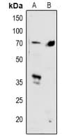 SMAD4 Antibody