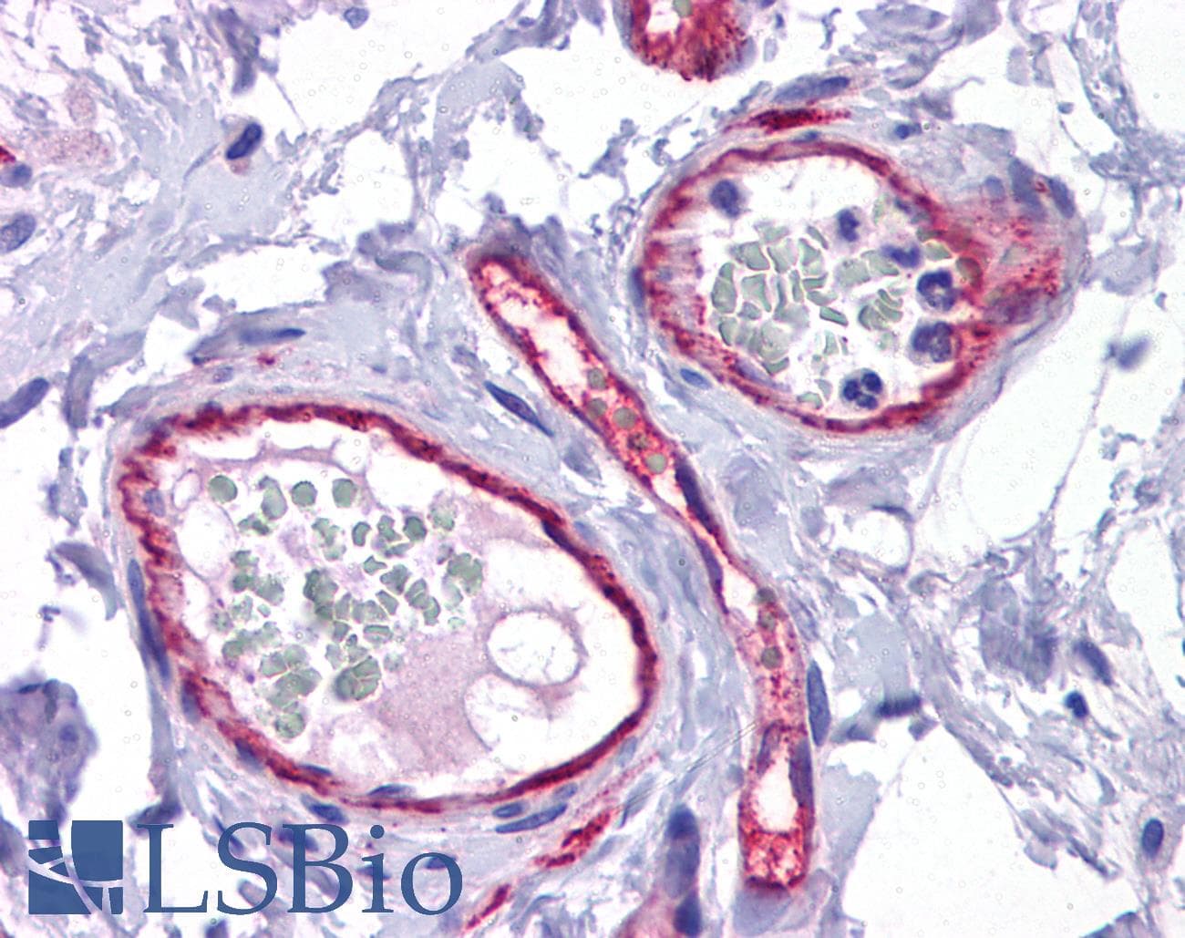 IHC-plus™ Polyclonal Rabbit anti-Human FOXO4 / AFX1 Antibody (IHC, IF, WB)