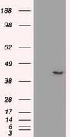 SOX17 Antibody (clone OTI2B6)