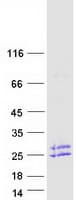 Human EFNA4 / Ephrin A4 Protein (Recombinant Myc-DDK (Flag))