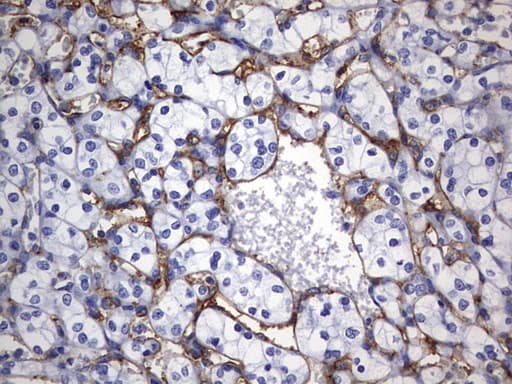 MCAM / CD146 Antibody (clone OTI2B2)