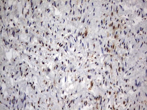 Monoclonal Mouse anti-Human HMBS / PBGD Antibody (clone UMAB144, Carrier-free, IHC, IF, WB)
