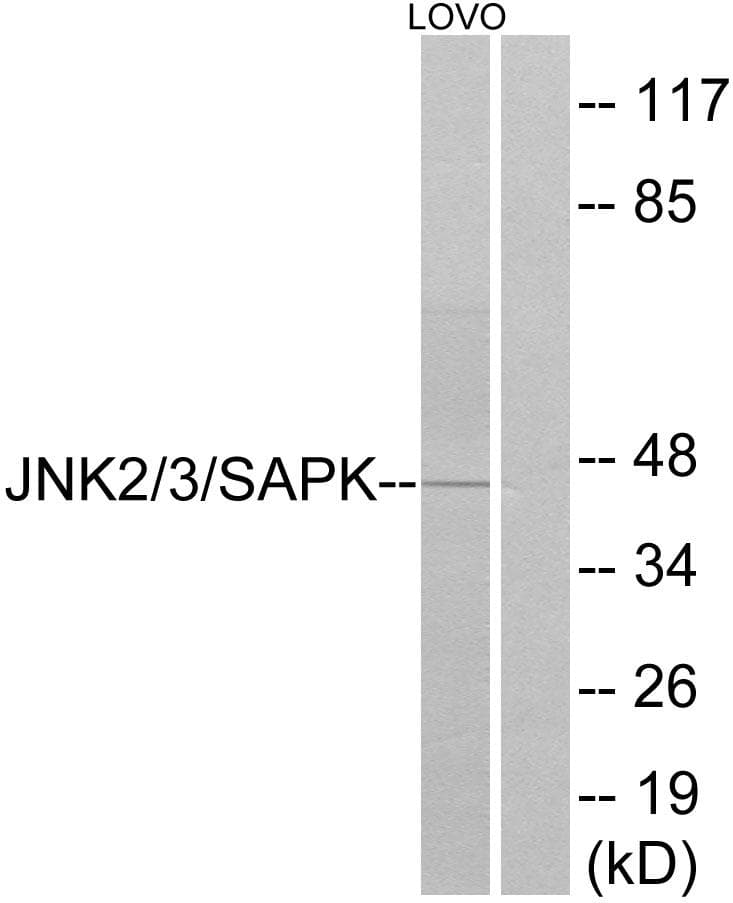 MAPK10 / JNK3 Antibody (p185)