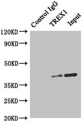 TREX1 Antibody (aa1-270)