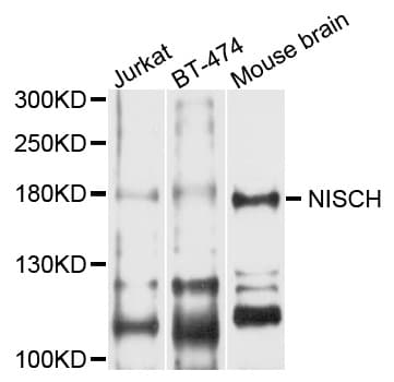 NISCH Antibody