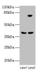 ANXA9 Antibody