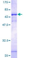Human PIEZO1 / FAM38A Protein (Recombinant GST)