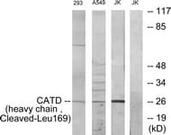 CTSD / Cathepsin D Antibody (aa150-199)