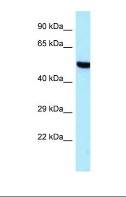 TARS2 / TARSL1 Antibody (aa616-665)