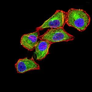 Monoclonal Mouse anti-Human CLEC9A Antibody (clone 2H6H10, WB)