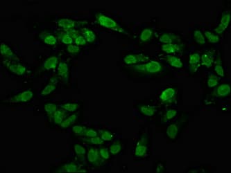 TAF15 Antibody
