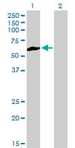NEK3 Antibody (clone 2F8)