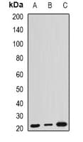 ARL6 Antibody