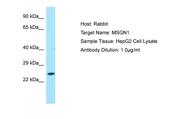 MSGN1 Antibody (aa104-153)