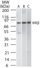 IKBKB / IKK2 / IKK Beta Antibody (clone 10AG2)