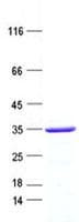Human GFI1B Protein (Recombinant His, N-Terminal)