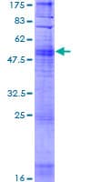 Human OR10H1 Protein (Recombinant GST)