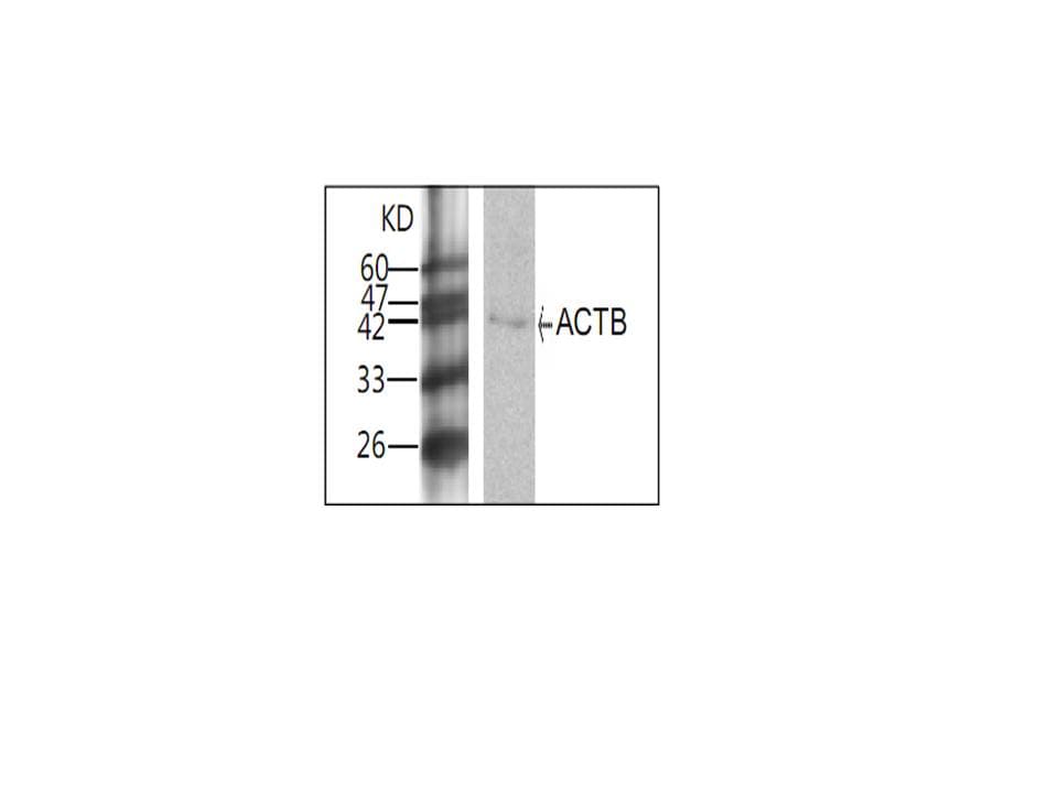 Monoclonal Mouse anti-Human ACTB / Beta Actin Antibody (WB)