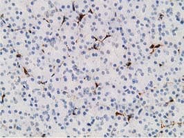 ADH2 / ADH1B Antibody (clone OTI1C3)
