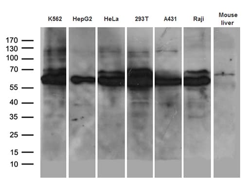 AIFM1 / AIF / PDCD8 Antibody (aa134-483, clone OTI8B8, Carrier-free)