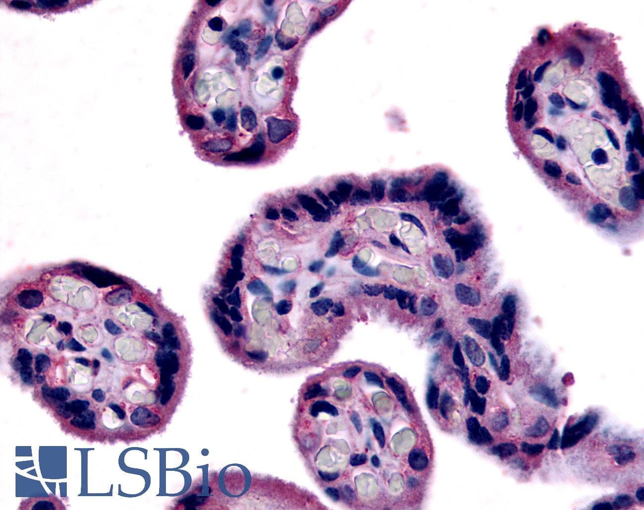 IHC-plus™ Polyclonal Rabbit anti-Human SLC7A5 / CD98 Light Chain Antibody (Internal, IHC)